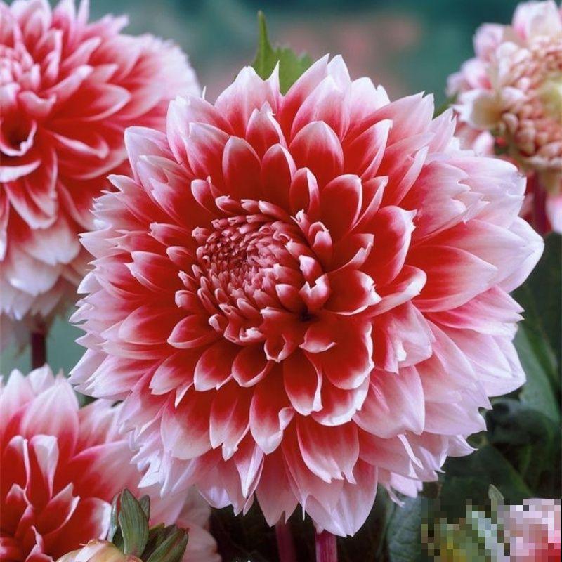 春天养这3种花，开花和碗一样大，种土里就开花