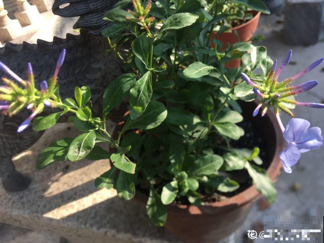 3月份养花,别急着搬出屋外,花容易死翘翘 3月份养花,别急着搬出屋外,花容易死翘翘