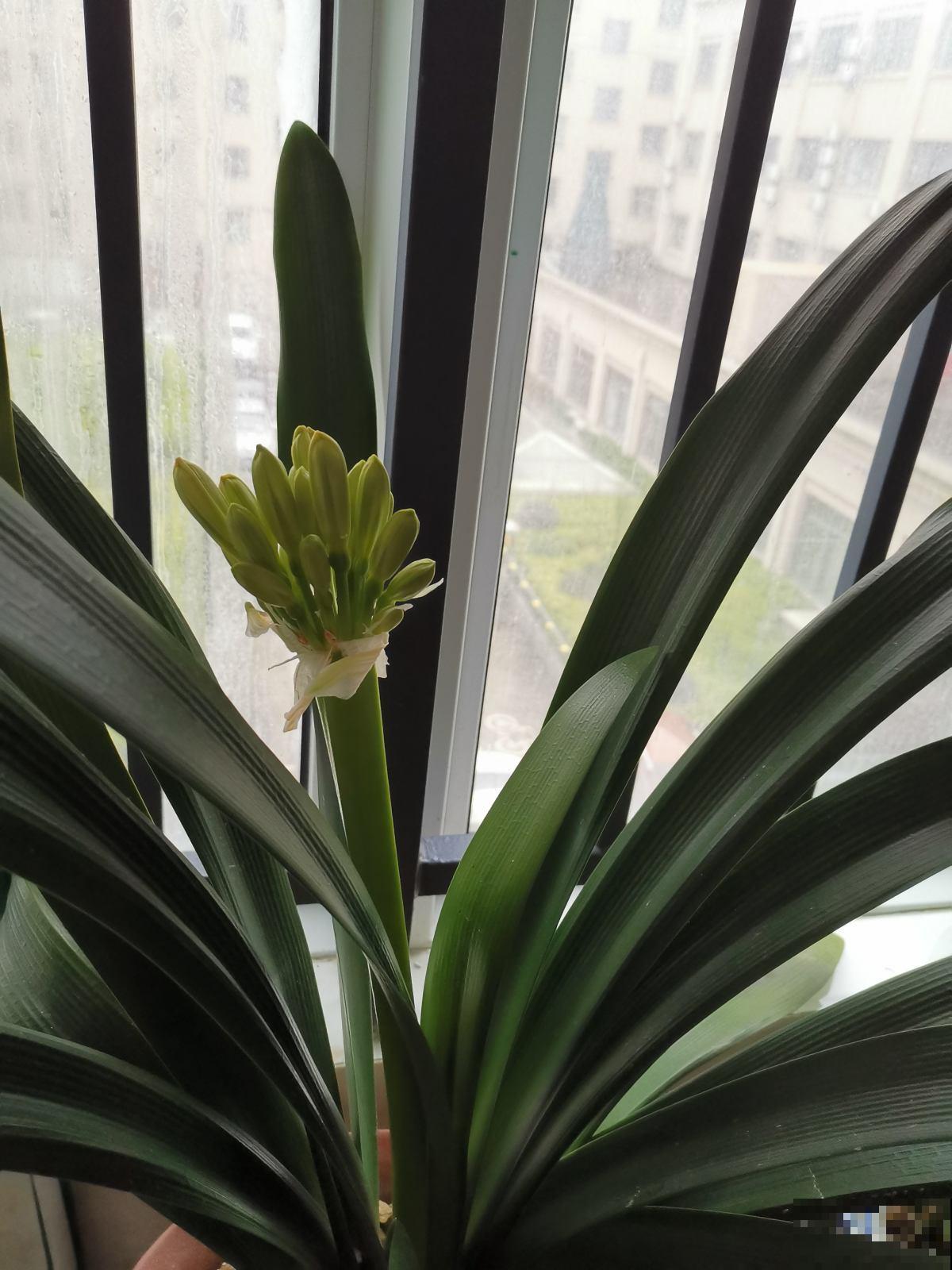 男士们都爱养的花，气质优雅不凡，养在家里很好看