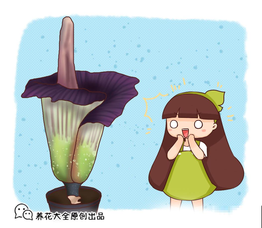 小巧可爱的吃虫草，简单好养，帮你除去蚊虫烦恼！