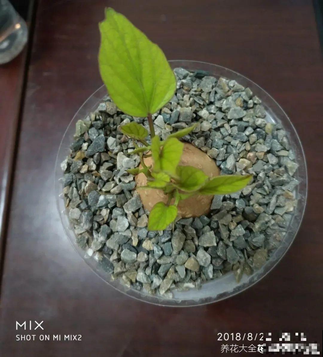 玉米棒子插水里，比绿植长得快，长成清新小盆栽