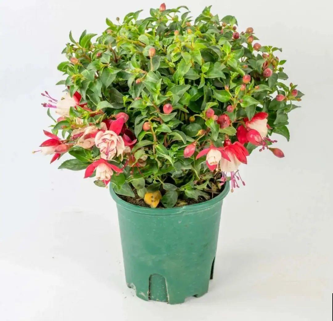 公认的难养花，买一盆死一盆，原来是被动了手脚…