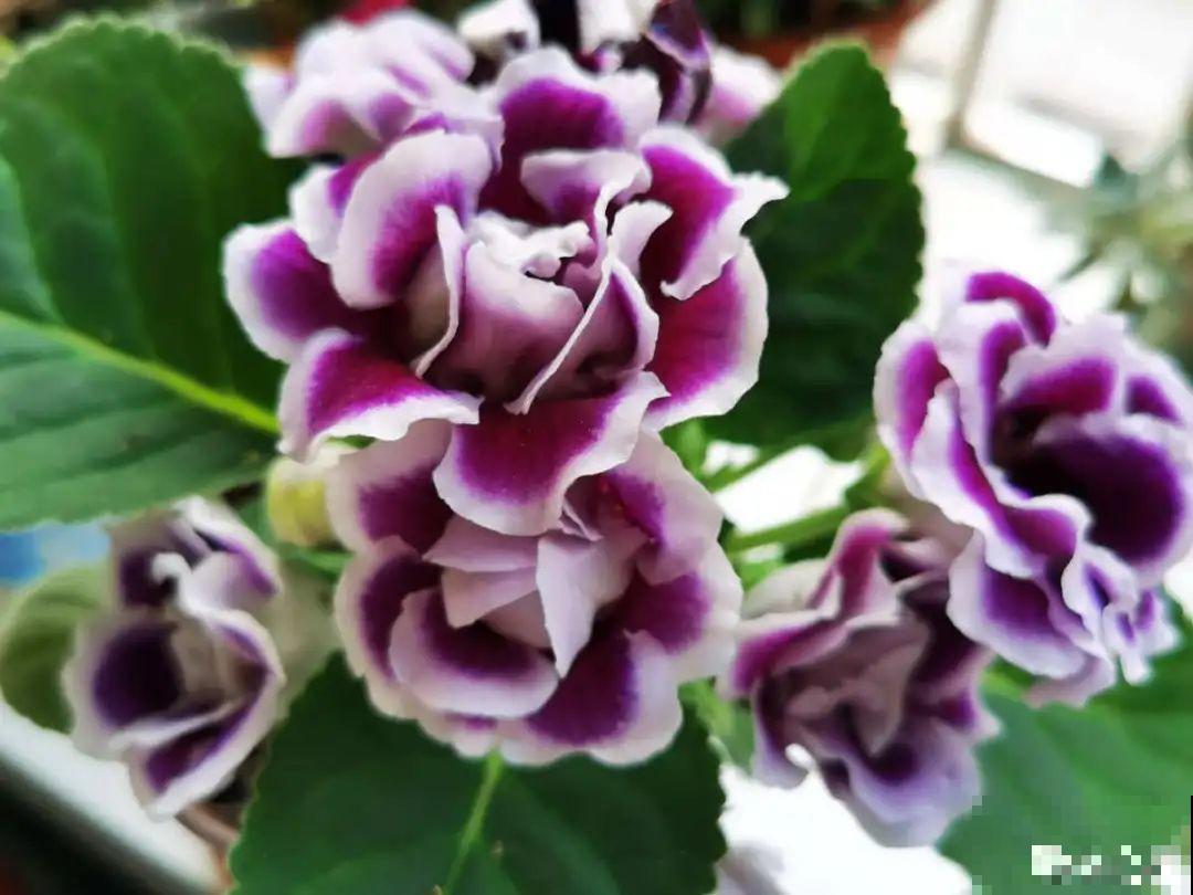 12种花真是太能生，叶子沾土就生根，实在太好活