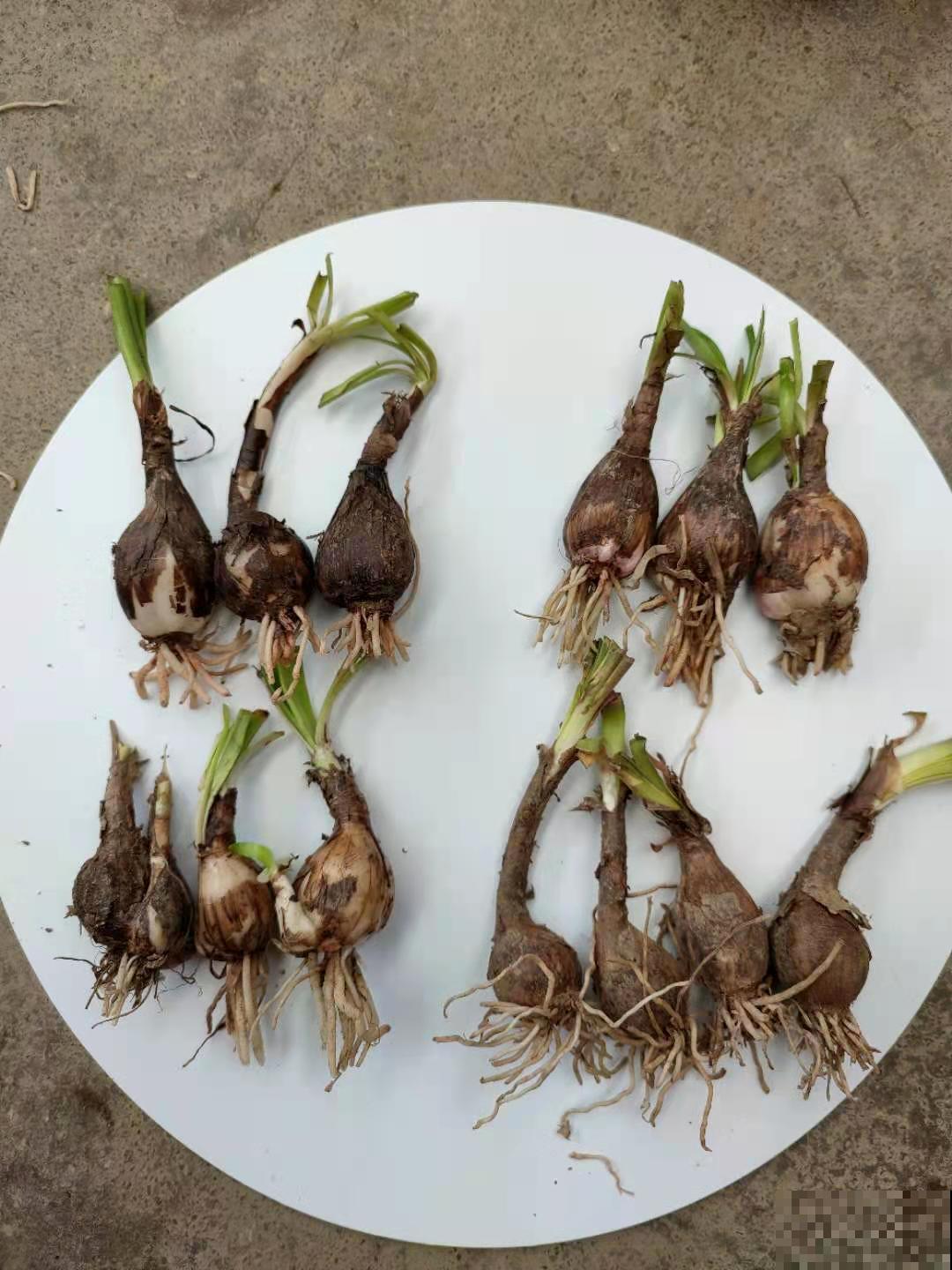风雨兰太皮实,暴晒淋大雨,反而疯狂开花 风雨兰太皮实,暴晒淋大雨,反而疯狂开花