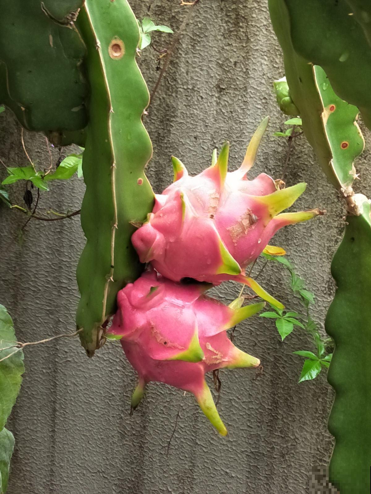 阳台种棵火龙果，果子爬满了枝头，可馋坏了邻居！