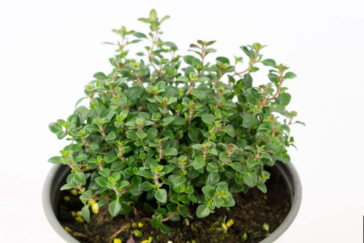 4种香草植物，香味十足，闻一闻神清气爽