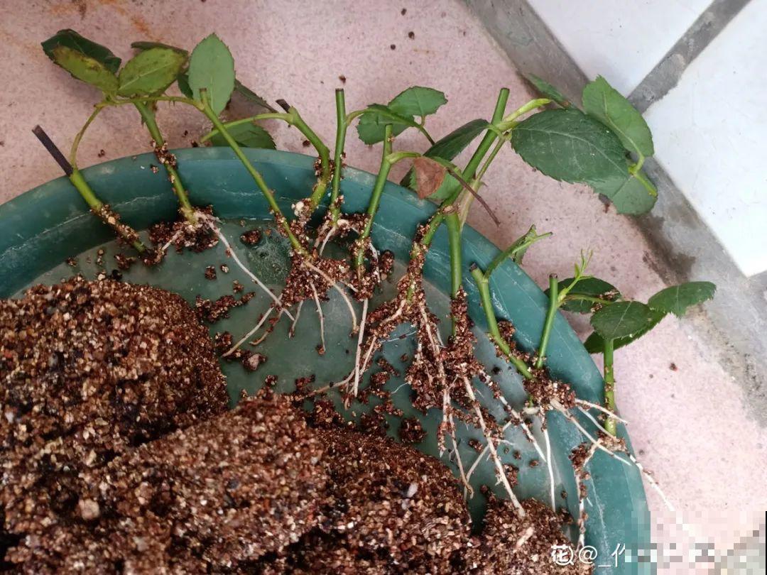 扦插3大“神器”,你家就有不少,成功率特高 扦插3大“神器”,你家就有不少,成功率特高