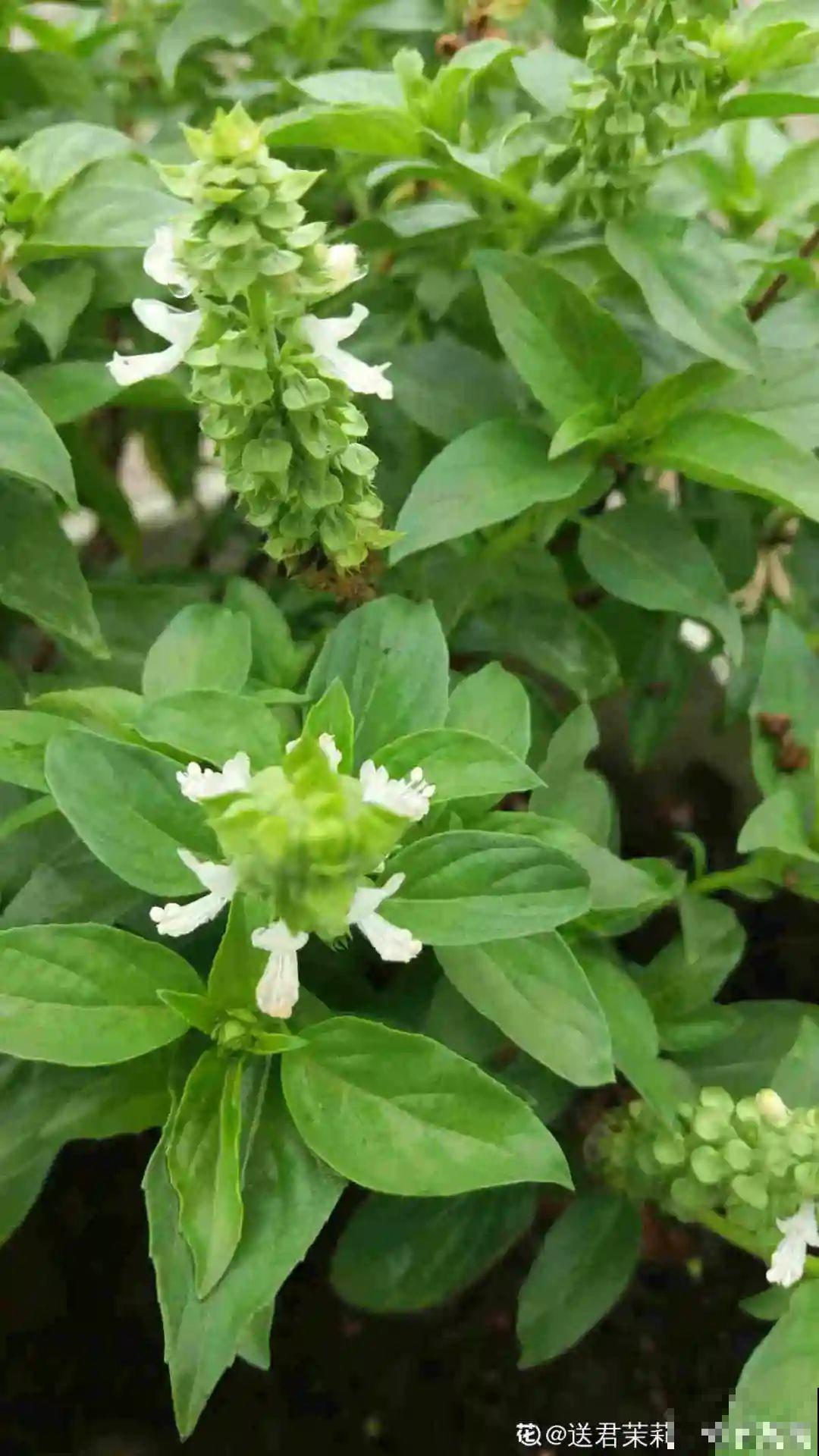 家里养盆香水花,满屋子飘香,还能净化空气 家里养盆香水花,满屋子飘香,还能净化空气