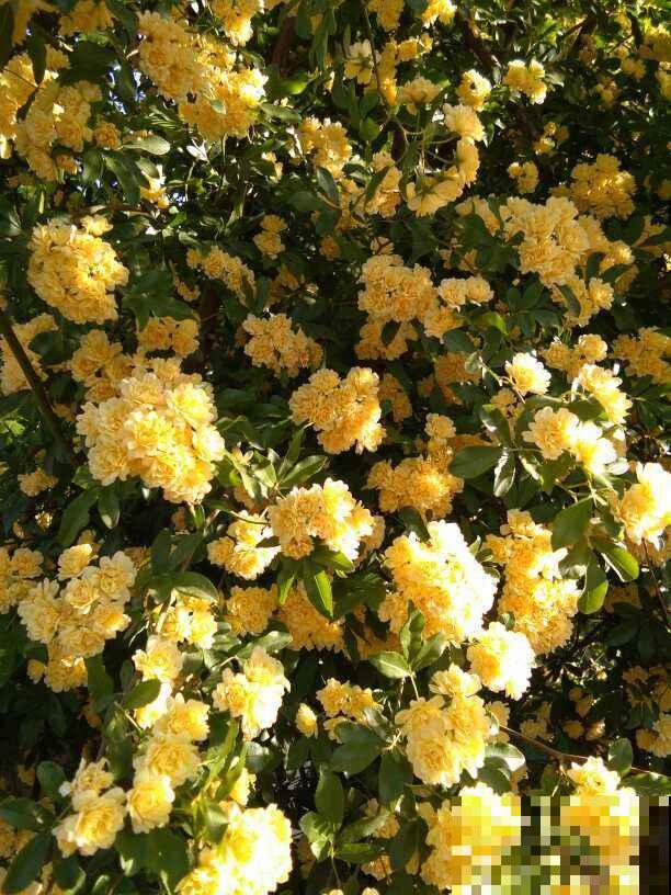 邻居种的风车茉莉，直接长到我家来，天天赏花特开心