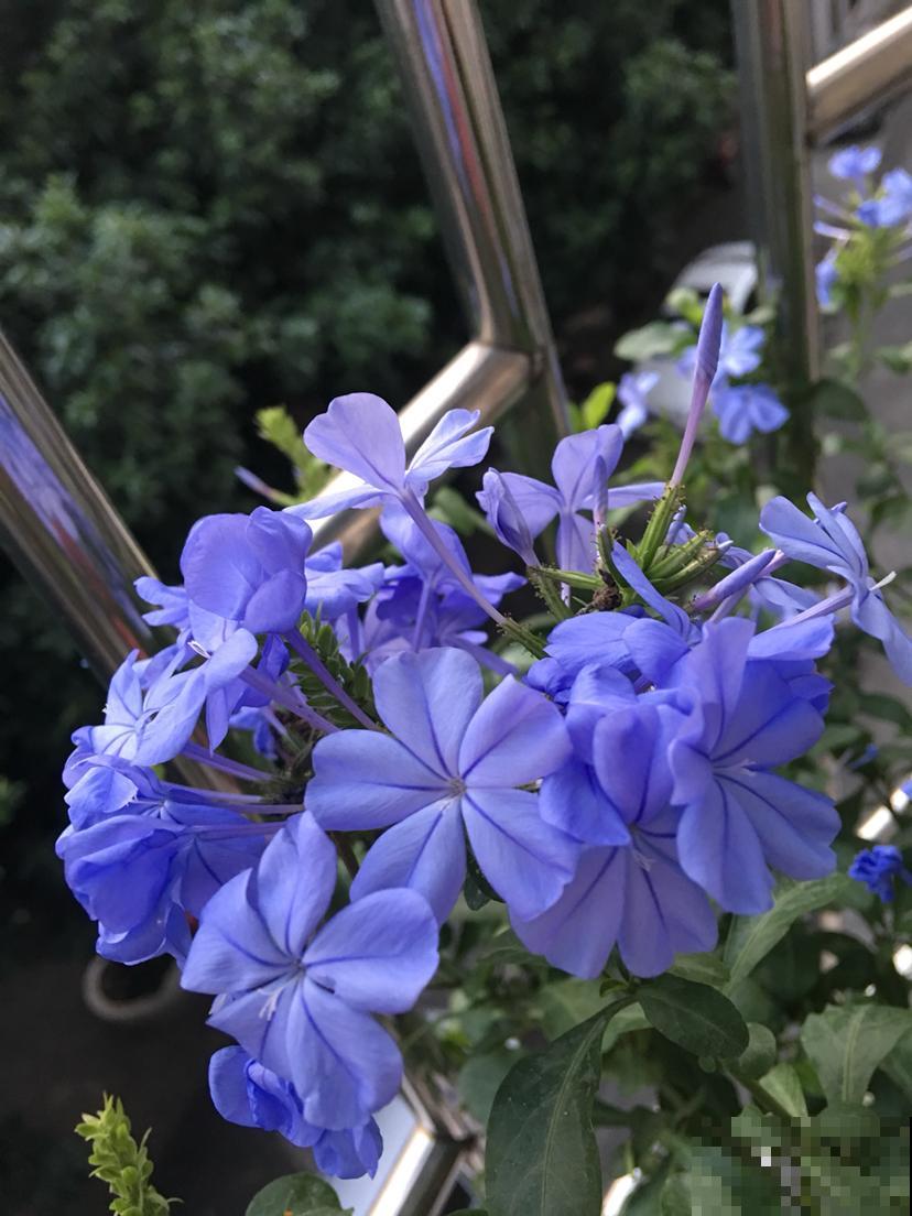 立夏后养3类花，养家里看着真舒服，还特别耐晒