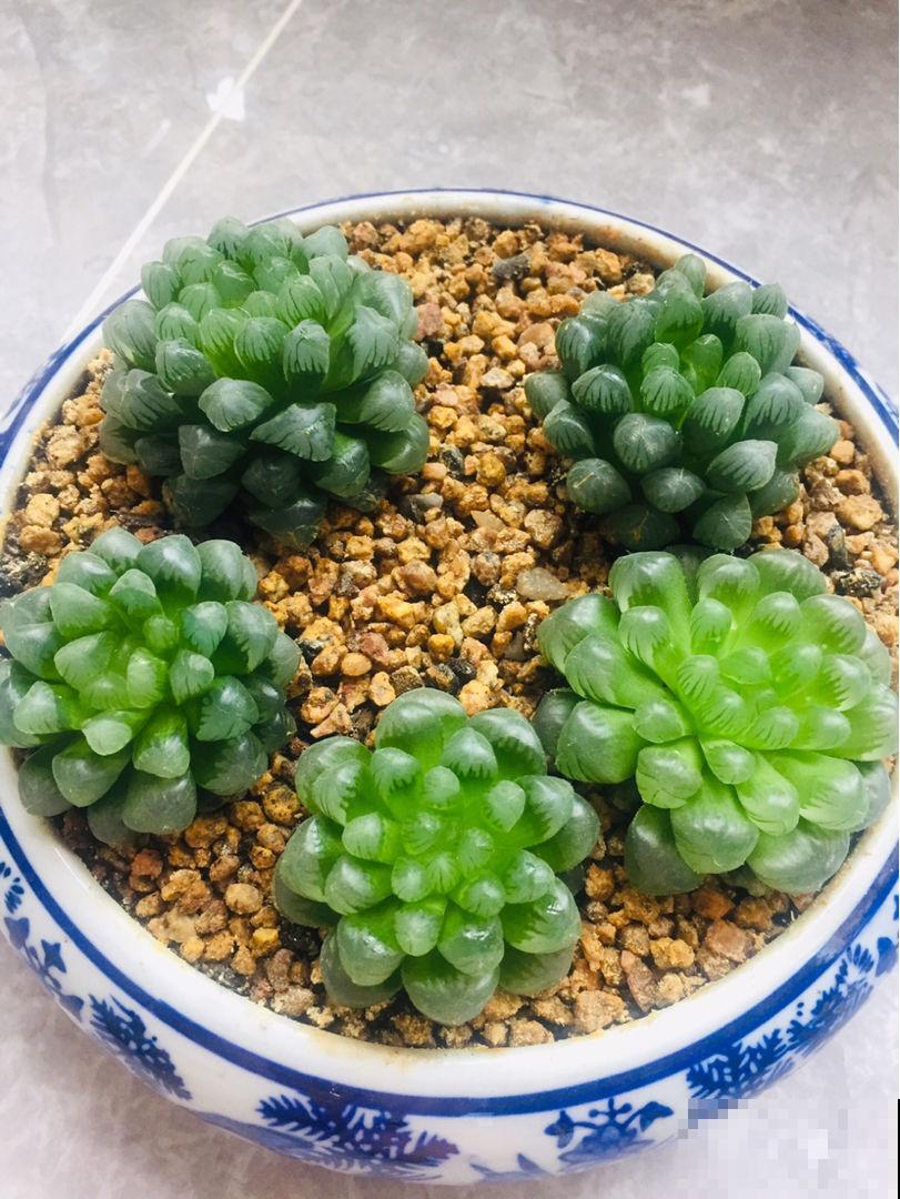 3类盆栽植物摆在卧室，简单好养，还能净化空气！