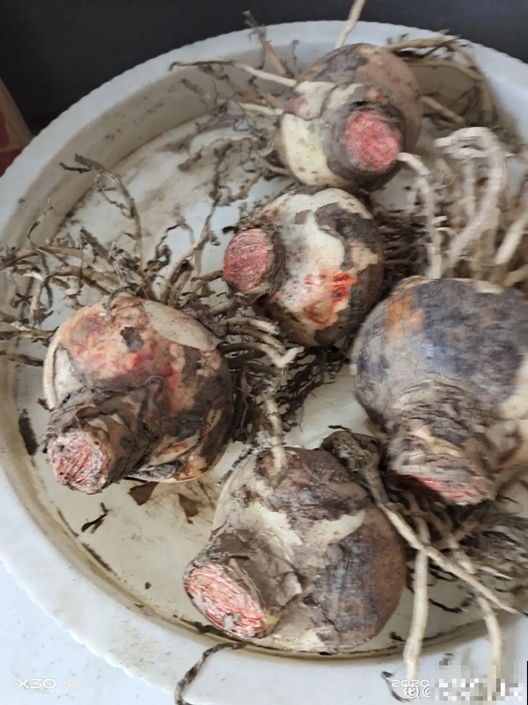 春天最佳繁殖季，扦插播种分株压条，成活率特高