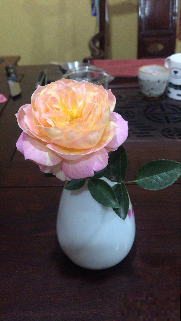 养花不用养太多,这一种花养好了,足够撑起一家门面! 养花不用养太多,这一种花养好了,足够撑起一家门面!