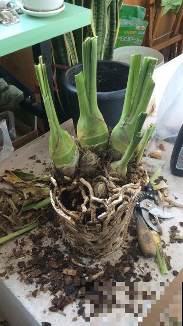 植物轻微烂根，可以依靠自愈能力，做好3点最重要