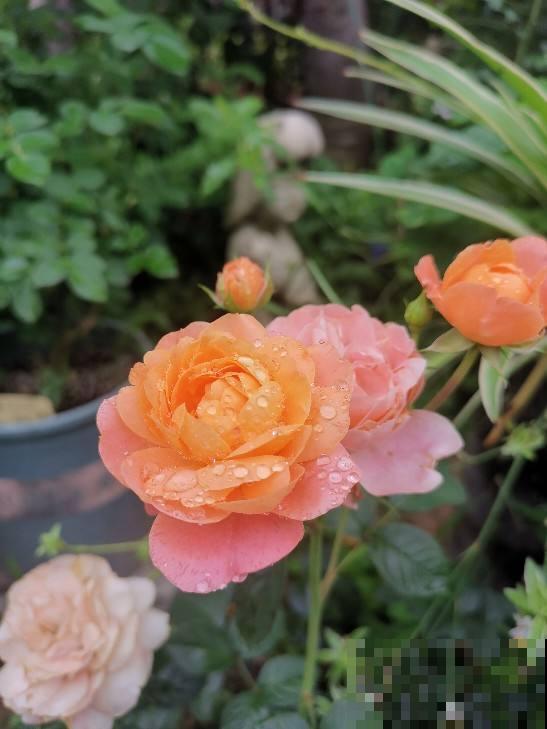 土里撒一把“小豆豆”,花苞呼呼往外蹦,开花超级旺 土里撒一把“小豆豆”,花苞呼呼往外蹦,开花超级旺