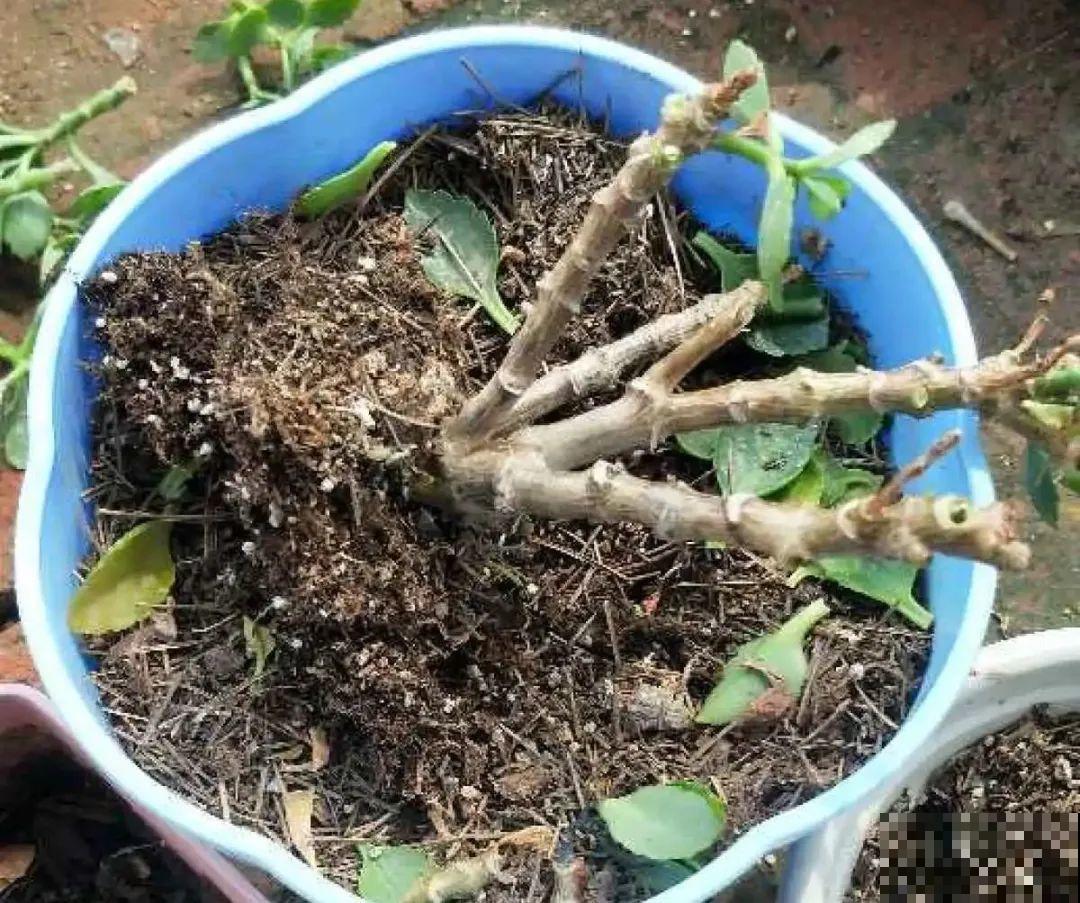 天热了,8种花要休眠,要少浇水 天热了,8种花要休眠,要少浇水