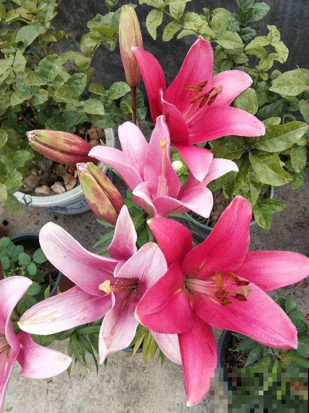 1种花名叫六出花，叶子像百合，花朵像杜鹃，真美！