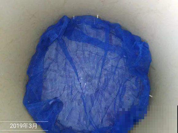 蝴蝶兰现在还不换盆，水苔容易发霉 ，越长越差劲