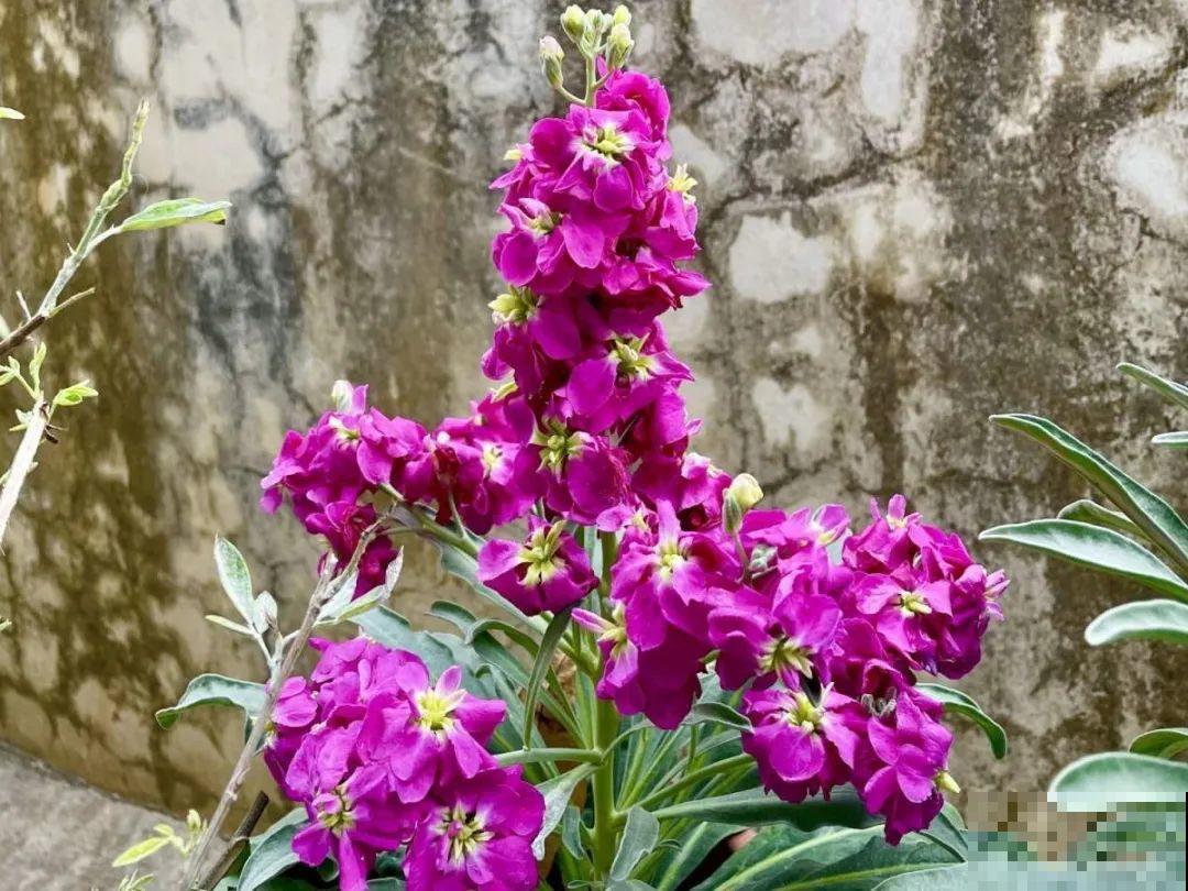 5月出门,收下这份百花图谱,啥花都能叫上名! 5月出门,收下这份百花图谱,啥花都能叫上名!