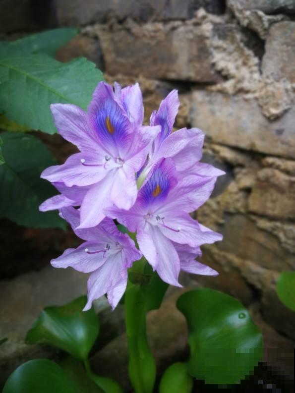 1种花养护超级简单，花瓣上有“梦幻蓝眼”，插水里就能活