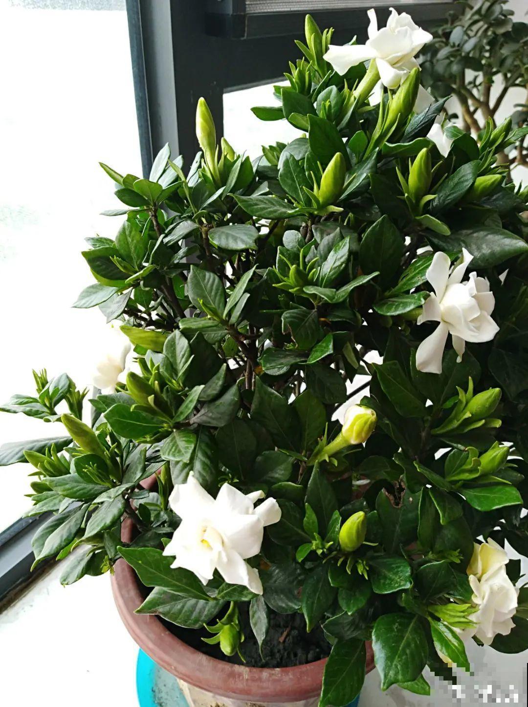 米兰花喜欢喝醋，一个月来一勺，花苞嘟噜噜冒