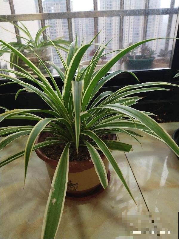 对着吊兰这个位置来一刀，吊兰咔咔直疯长！