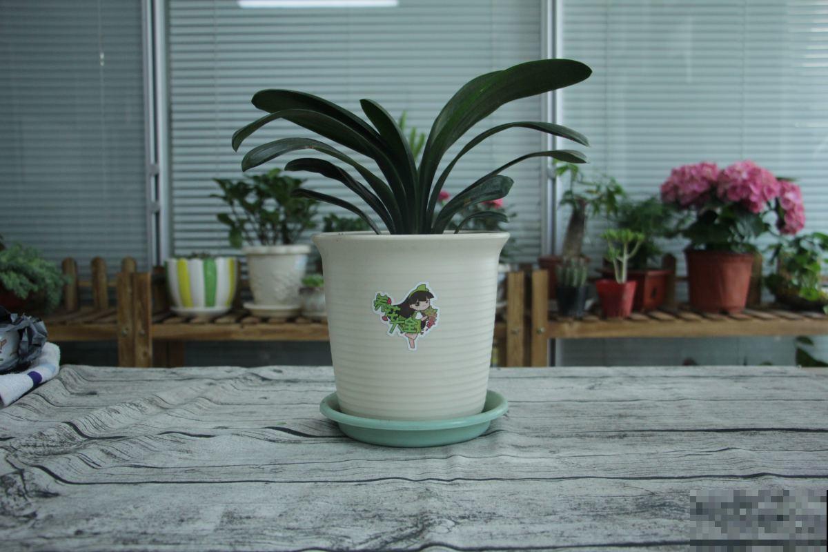 天气变热,养君子兰要注意这5件事,花儿才能安全度夏! 天气变热,养君子兰要注意这5件事,花儿才能安全度夏!