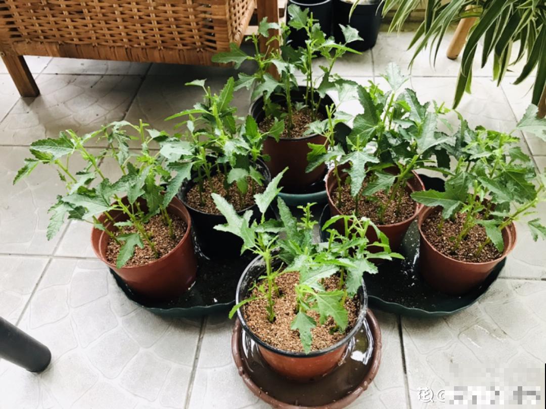 春天给花修剪,花才能呼呼开,俩月开爆盆 春天给花修剪,花才能呼呼开,俩月开爆盆