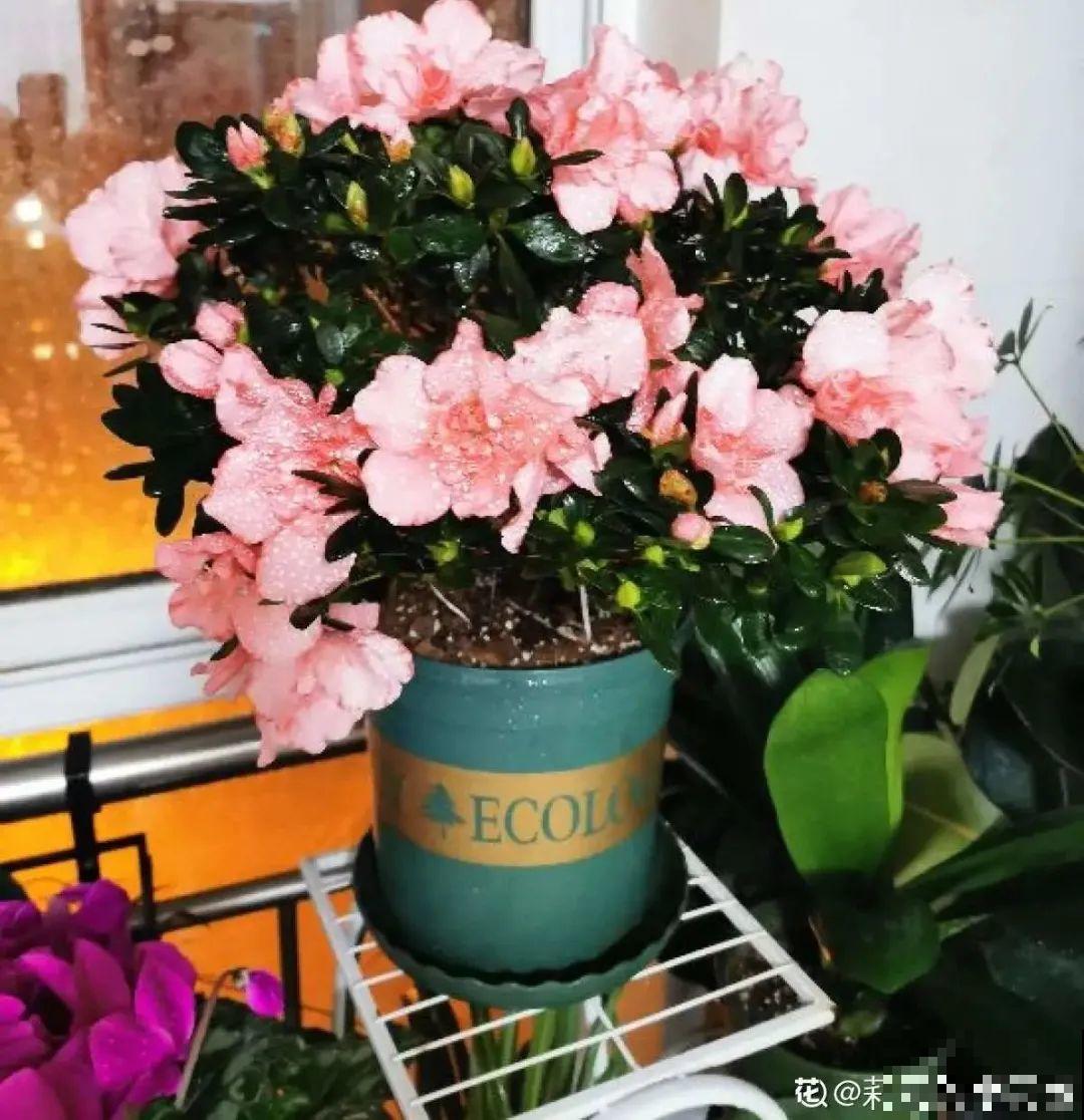 公认的难养花，买一盆死一盆，原来是被动了手脚…