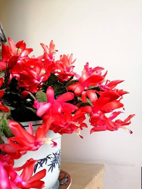 养护蟹爪兰要遵循“生物钟”,春天把花都掰了,下次才能开得多 养护蟹爪兰要遵循“生物钟”,春天把花都掰了,下次才能开得多