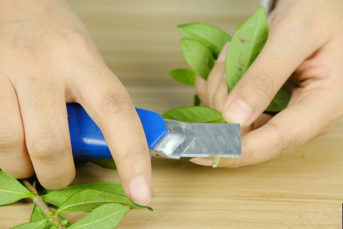 教你两招扦插法,懒人专用,轻松就能活! 教你两招扦插法,懒人专用,轻松就能活!