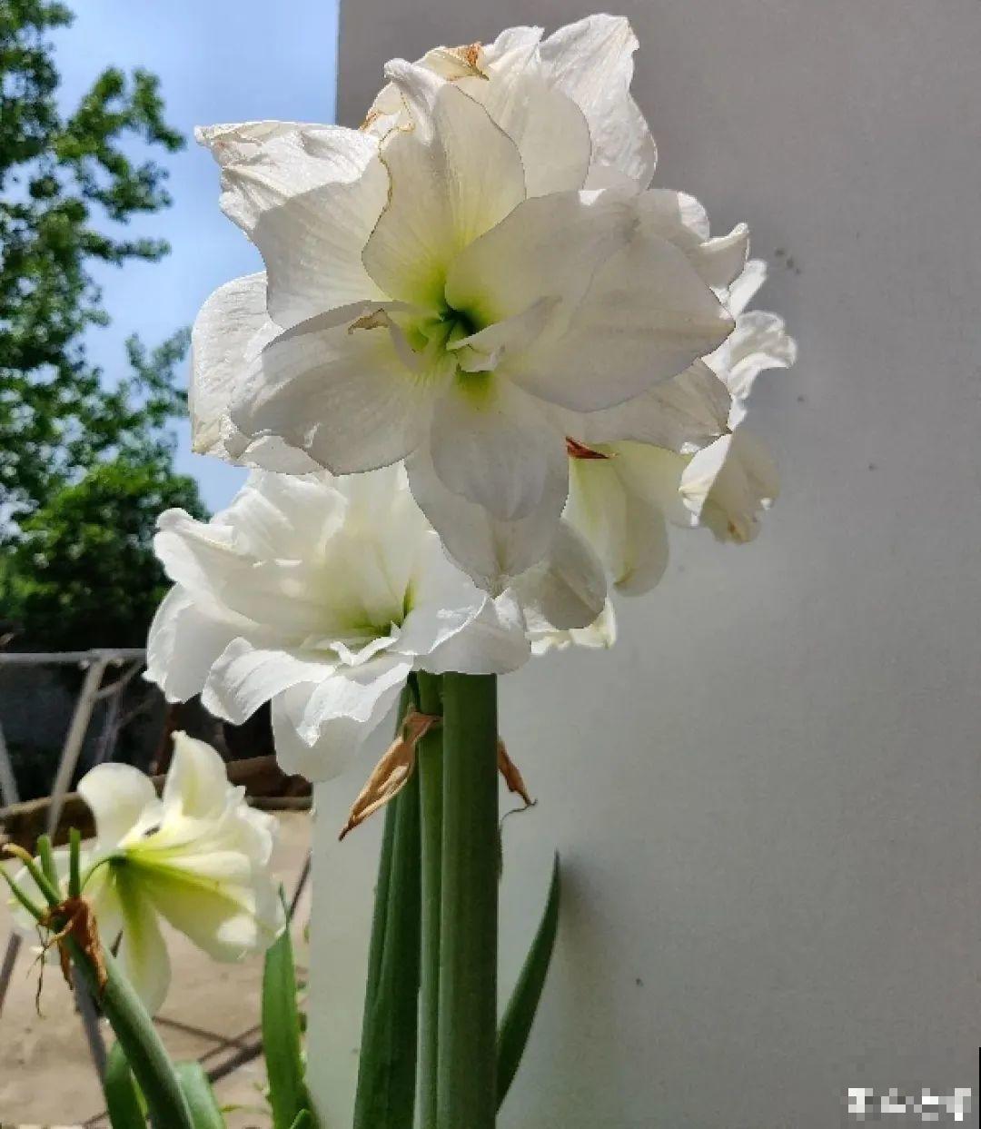 植物长了个大肚子，超级耐旱，一个月不浇水也死不了