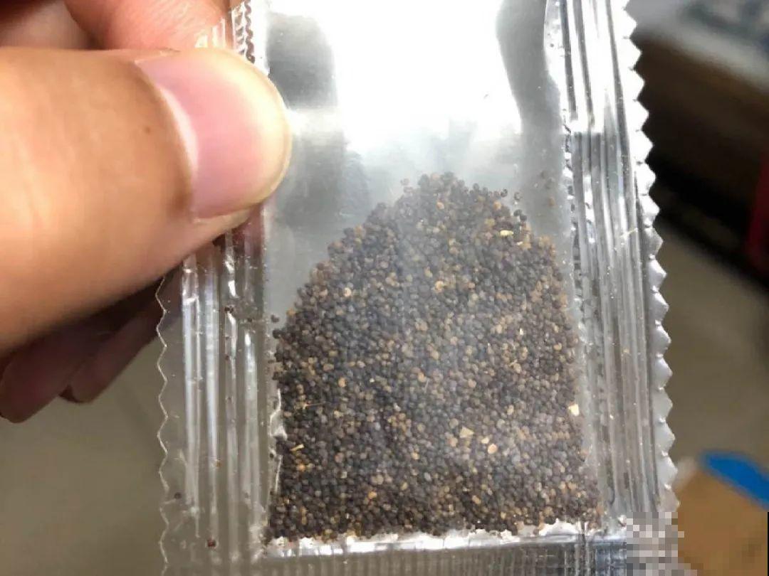 20种花不用买，开完花等20天，爆出好多种子！