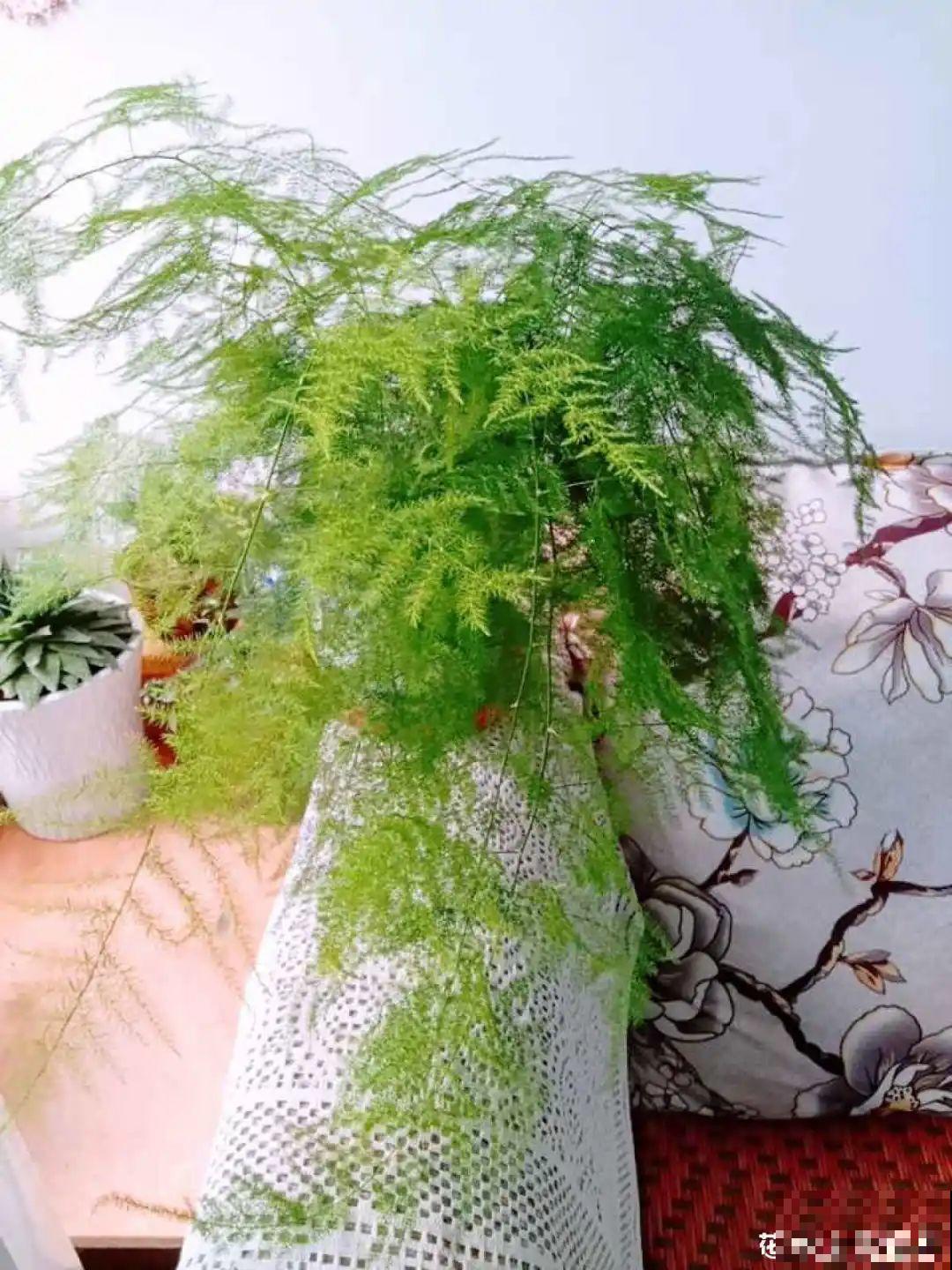 给花浇水掺点白醋，植物根比萝卜还粗，健壮不黄叶