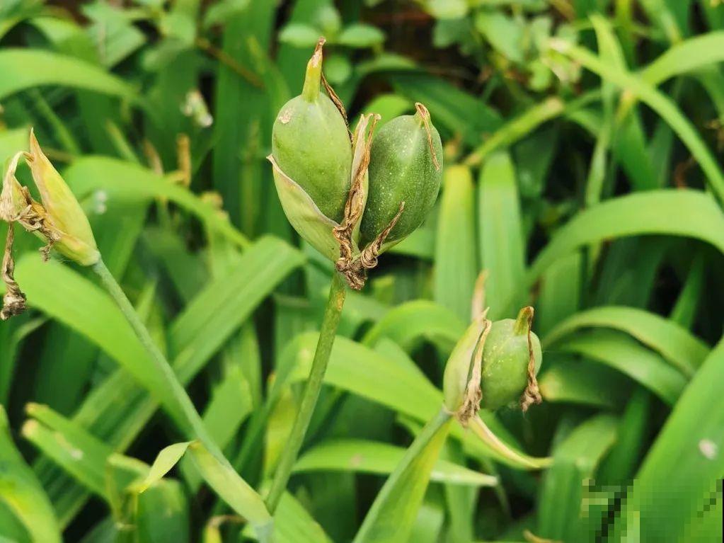 20种花不用买，开完花等20天，爆出好多种子！