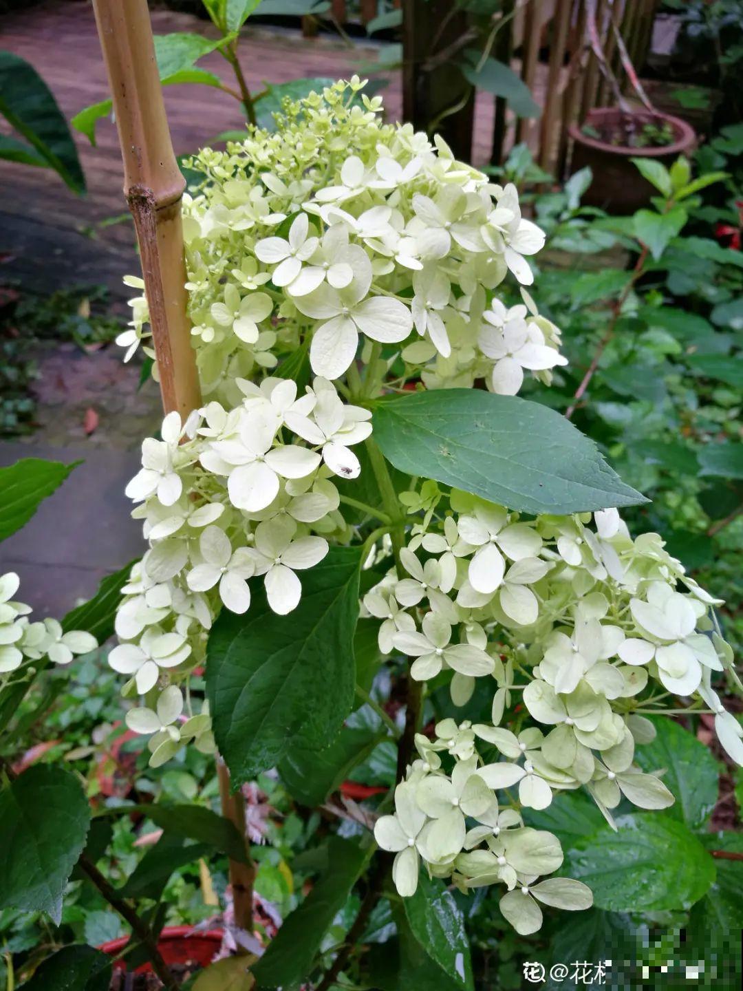 春天养盆绿色花,看着清爽干净,今年一定要养一盆 春天养盆绿色花,看着清爽干净,今年一定要养一盆