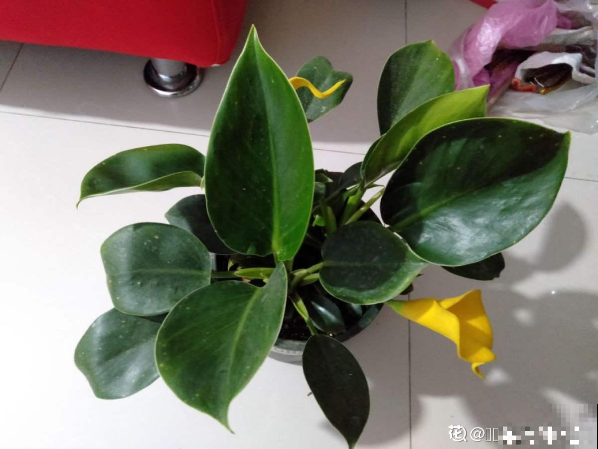 家里养了盆“光棍树”，茎秆翠绿纤细，精致得像艺术品