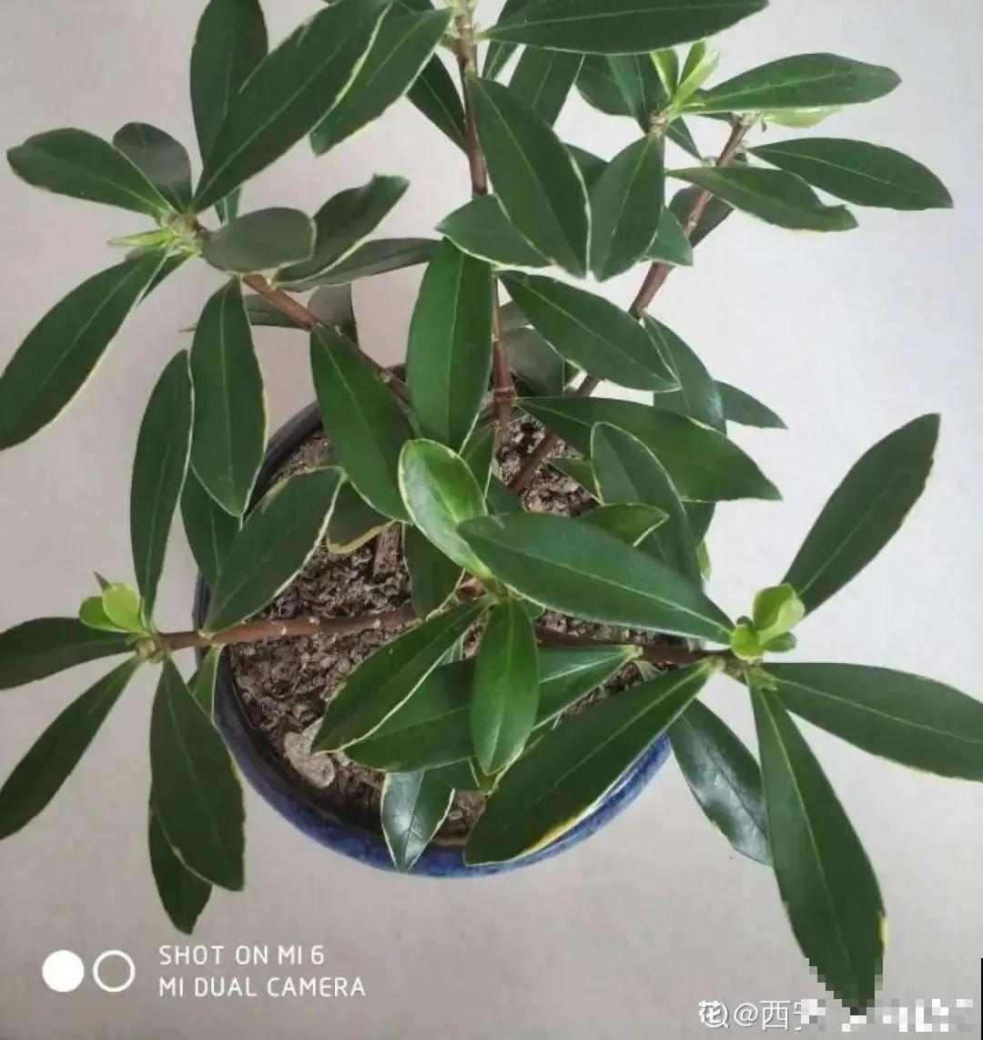 天热了,8种花要休眠,要少浇水 天热了,8种花要休眠,要少浇水