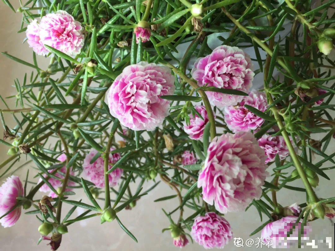 7种“落地生根”花,春天多插几棵,成活率特别高 7种“落地生根”花,春天多插几棵,成活率特别高