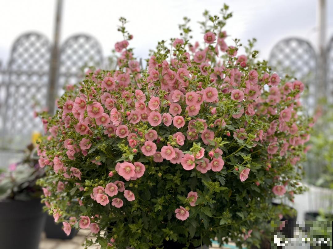 夏天扦插小木槿，半个月生根，养成棒棒糖开出花球