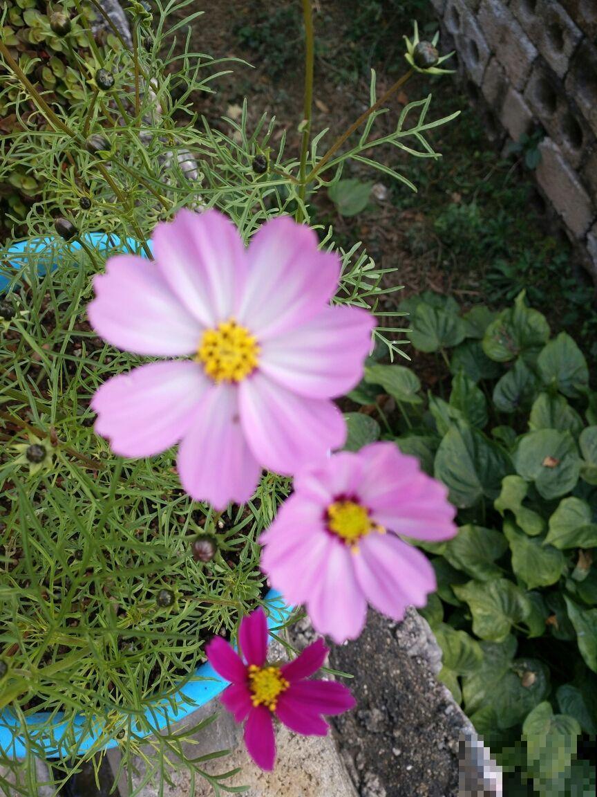 夏天养花不好养,那是你没见过这4种,一碰土就能活! 夏天养花不好养,那是你没见过这4种,一碰土就能活!