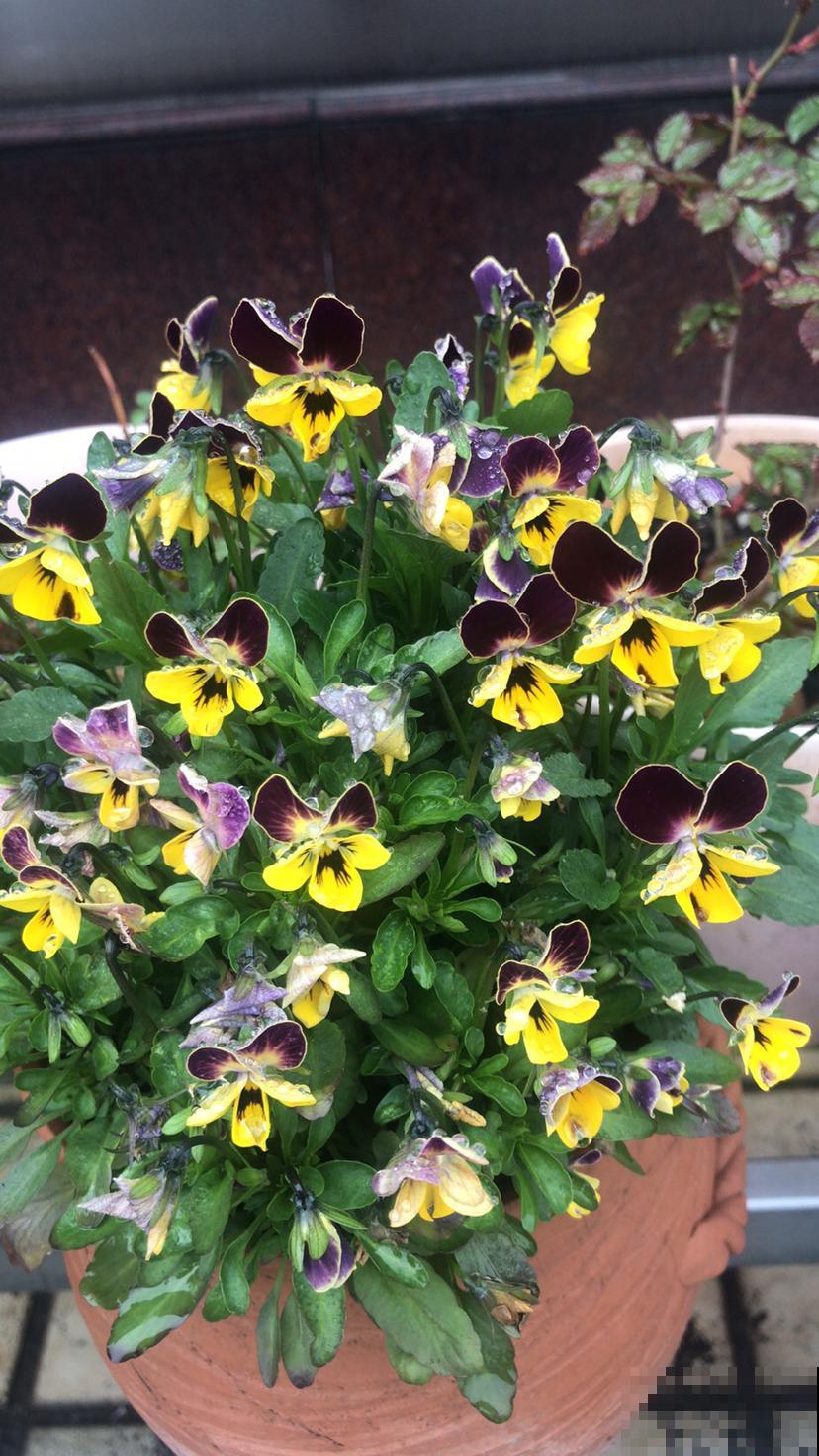 去年跟风买的网红花，没想到养得真好，一盆比一盆长得旺