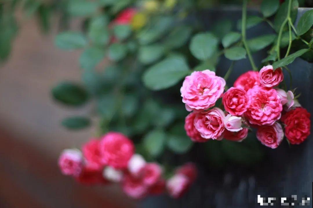 自己建个花园，希望能有一块地，安静思考，静静赏花