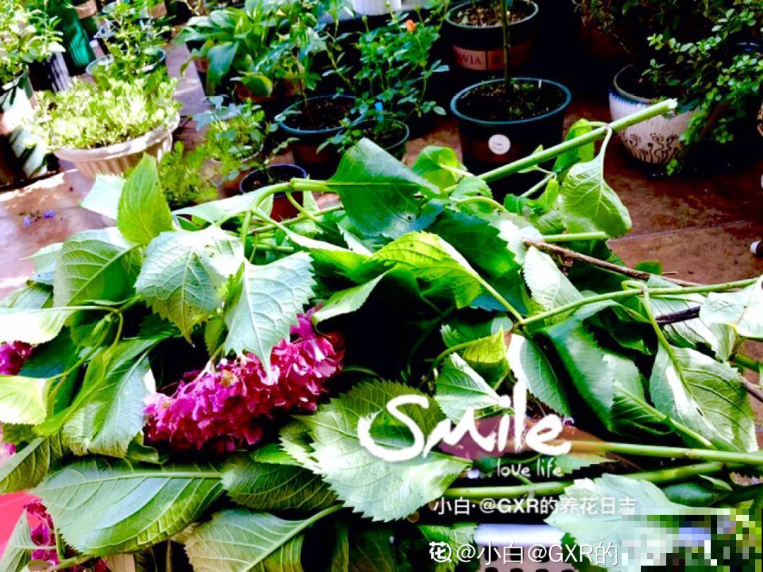 夏天扦插最好活，剪个枝条插土里，10天就生根！