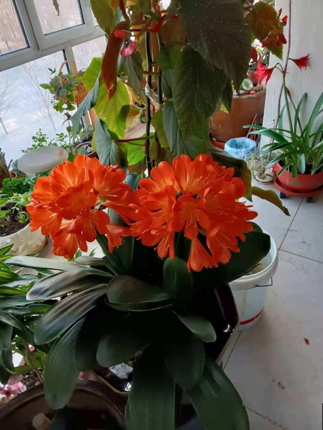 天气变热,养君子兰要注意这5件事,花儿才能安全度夏! 天气变热,养君子兰要注意这5件事,花儿才能安全度夏!