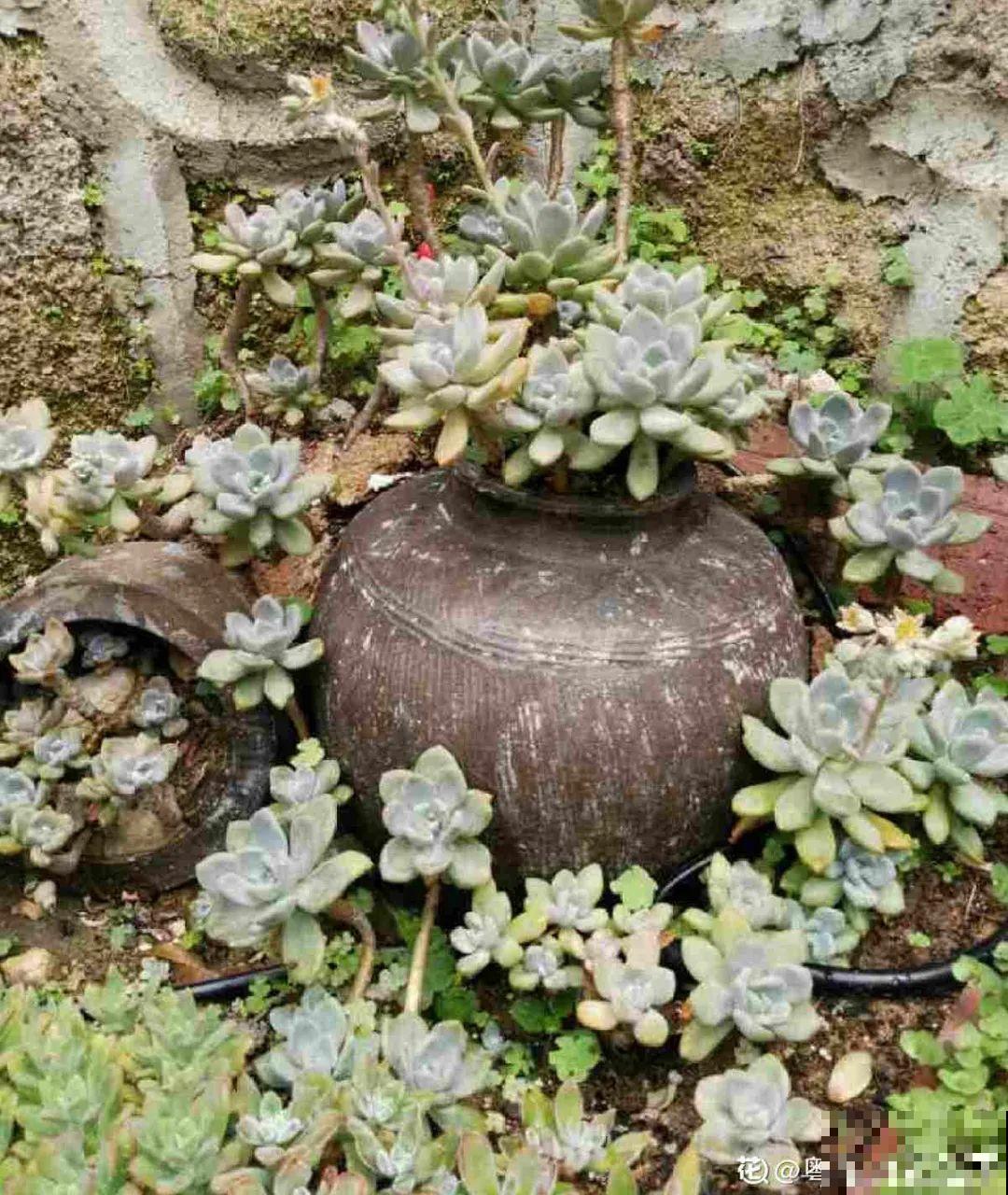 给多肉选花盆，才是最大的乐趣，不信你试试