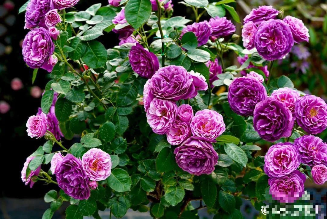 家里养盆香水花,满屋子飘香,还能净化空气 家里养盆香水花,满屋子飘香,还能净化空气