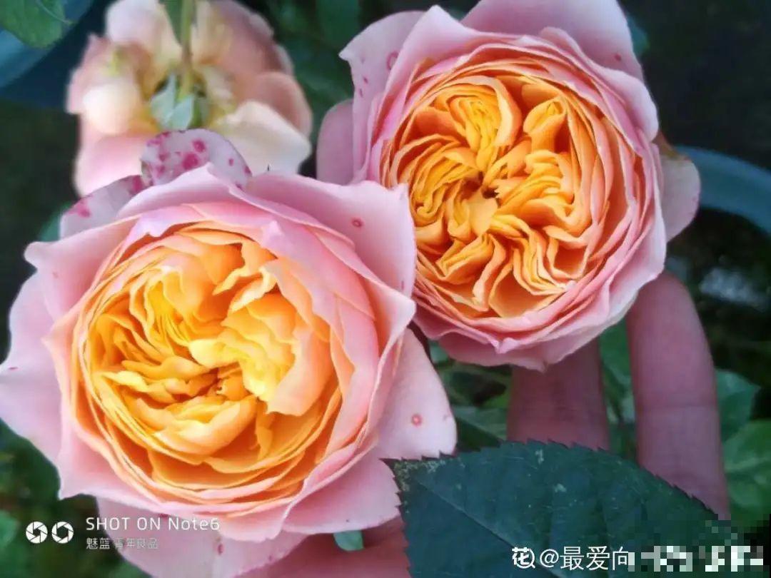 美人般的花,花开瞬间美到窒息,谁见都夸 美人般的花,花开瞬间美到窒息,谁见都夸