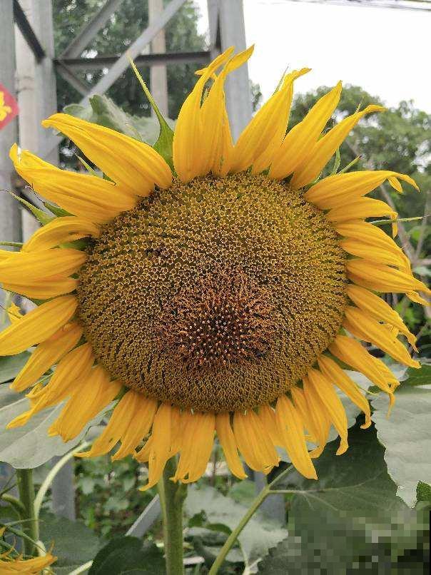 超喜欢太阳的向日葵，春天播种最合适，3天就长叶