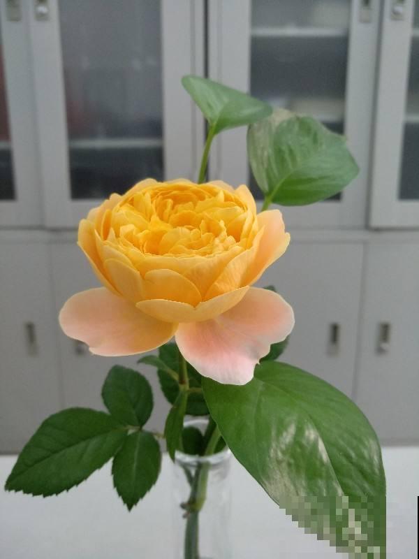 “阳台党”的福音!5种微月适合小阳台,养一盆就能开爆 “阳台党”的福音!5种微月适合小阳台,养一盆就能开爆